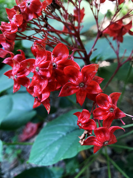 狀元紅網(wǎng)，揭秘4987精準(zhǔn)資料的秘密，狀元紅網(wǎng)揭秘，精準(zhǔn)資料4987背后的秘密