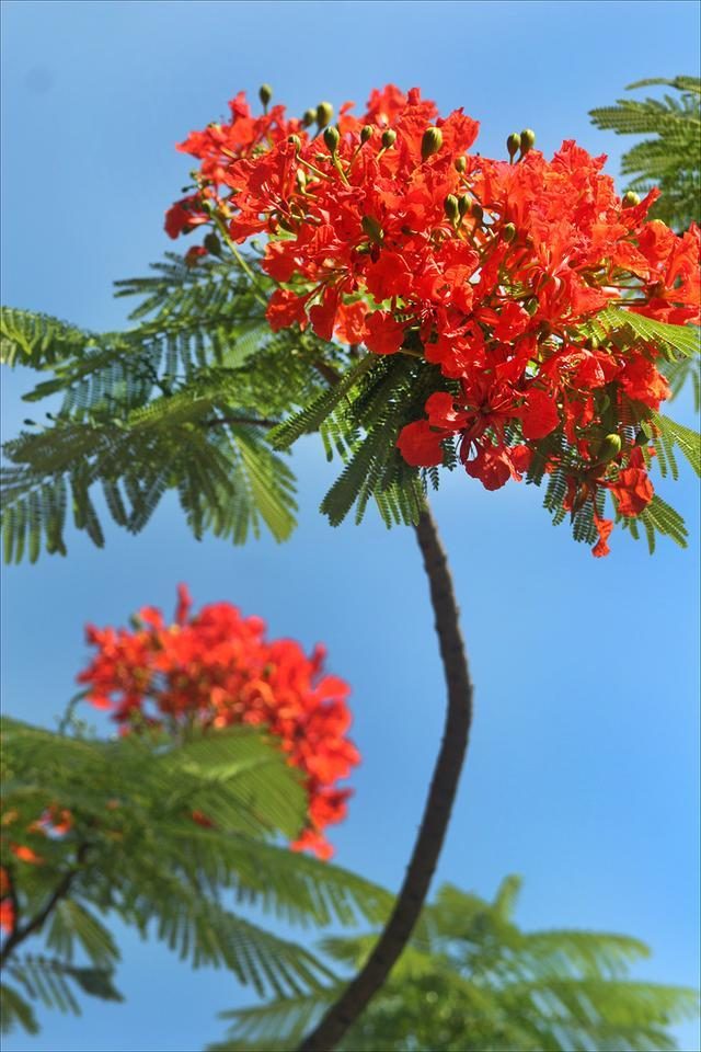 狀元紅，揭秘4987最準最快的秘密武器，狀元紅，揭秘最準最快的秘密武器 4987