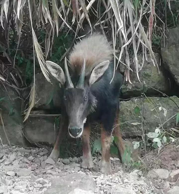 揭秘四不像一肖圖王中王身份之謎——探尋背后的神秘人物，揭秘四不像一肖圖王中王背后的神秘人物身份之謎
