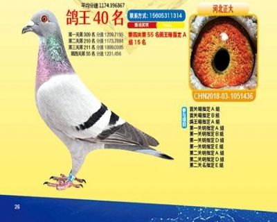王中王四馬一肖，探尋背后的故事與奧秘，王中王四馬一肖，背后的故事與奧秘探尋