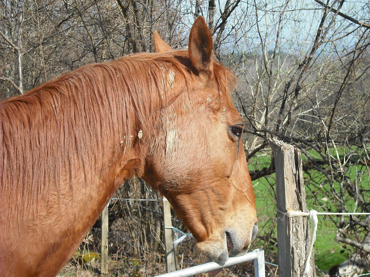 澳門四不像特馬，探索神秘現(xiàn)象背后的真相，澳門四不像特馬揭秘神秘現(xiàn)象背后的真相