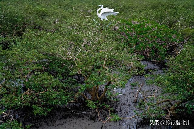 茂密森林中的王者——探尋王中王一肖的神秘魅力，森林王者揭秘，一肖的神秘魅力探尋