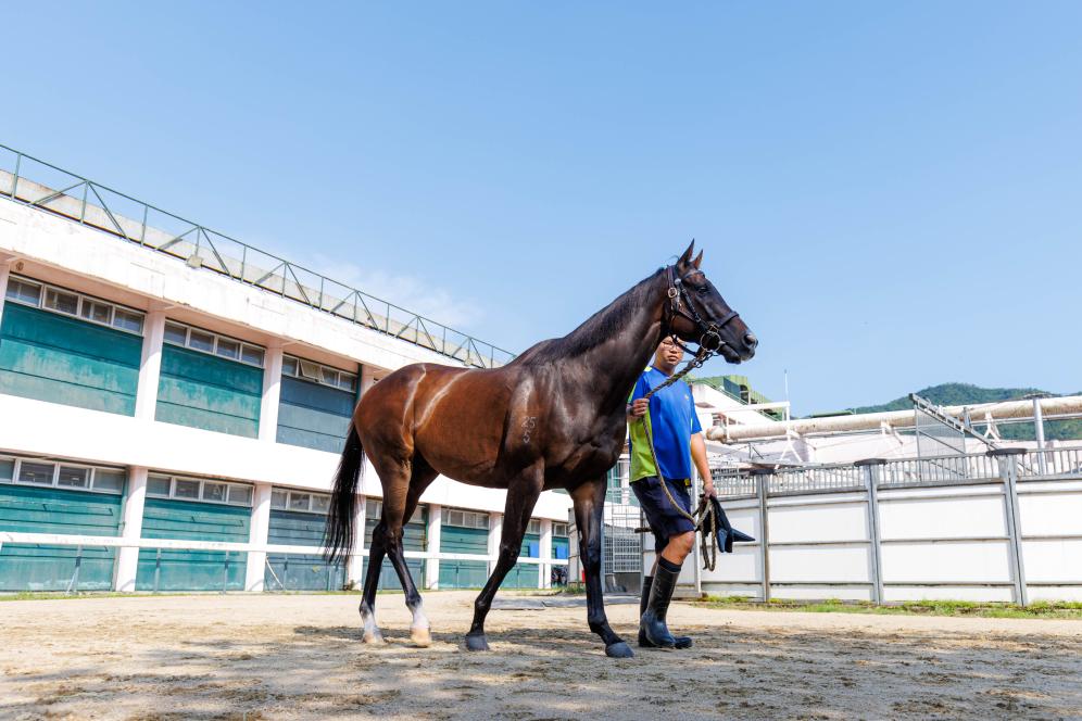 香港賽馬，77777與888888的傳奇故事，香港賽馬傳奇，77777與888888的賽場奇緣