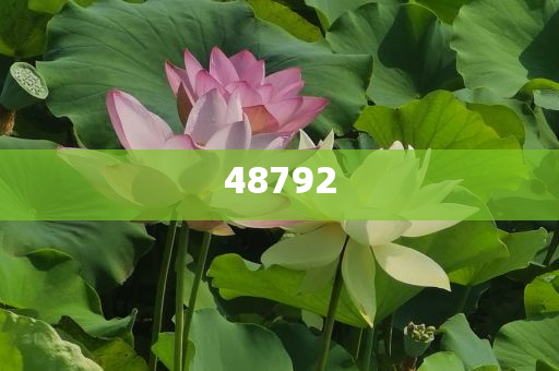 新奧彩免費(fèi)提供，探索最佳彩票體驗(yàn)之路，新奧彩免費(fèi)體驗(yàn)，探索最佳彩票之旅