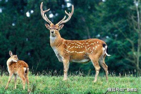 最新版本的6566cc澳彩資料大全介紹與特色功能解析，圖庫升級亮點一覽，最新6566cc澳彩資料大全介紹與特色功能解析，圖庫升級亮點全揭秘